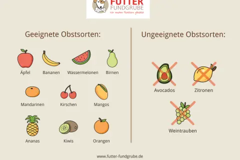 Geeignete und ungeeignete Obstsorten für den Hund: Äpfel, Bananen, Wassermelonen, Birnen, Mandarinen, Kirschen, Mangos, Ananas, Kiwis, Orangen sind gut. Avocados, Zitronen und Weintrauben sind schlecht.