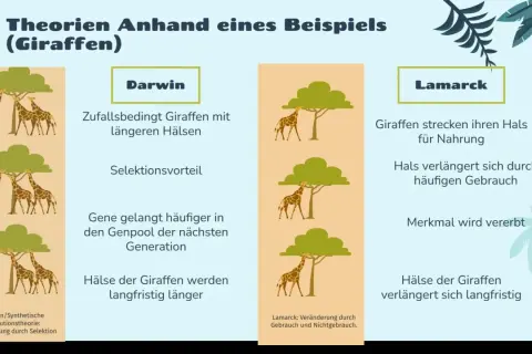 Giraffenhälse wachsen bei Lamarck durch Gebrauch, bei Darwin durch Selektion. Die Lamarcksche Evolutionstheorie erklärt die Halslänge der Giraffen durch Vererbung erworbener Merkmale.