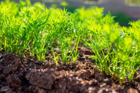 Junge Dillpflanzen wachsen im Sonnenlicht. Das Vorziehen von Dill im Garten ist ein schöner Anblick.