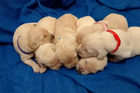 Szczenięta golden retriever na sprzedaż w Île-de-France - sprawdź oferty