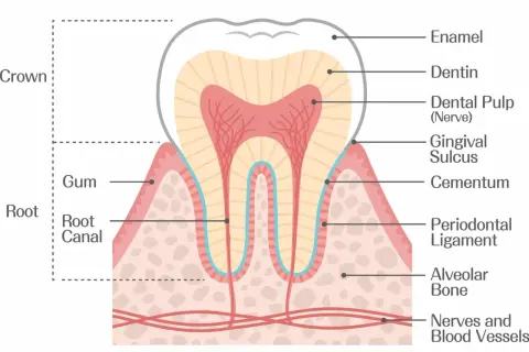 Sezione trasversale di un dente che mostra smalto, dentina, polpa, cemento, legamento parodontale e alveoli dentali, con gengiva e vasi sanguigni.