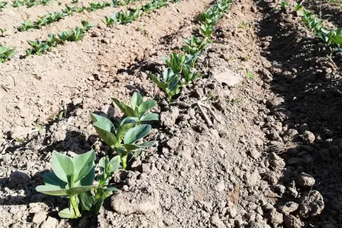 Filari di giovani piantine di fave appena spuntate dal terreno, mostrando come si piantano le fave per una futura raccolta.