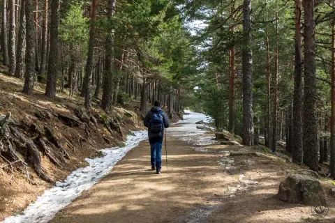 Senderismo en el puerto de Cotos, un camino entre pinos con nieve a los lados.