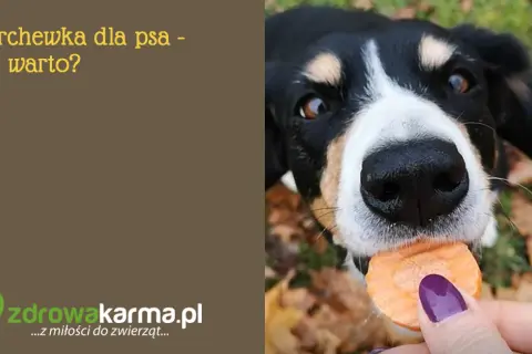 Gotowana marchewka dla psa: zdrowa przekąska czy pułapka?