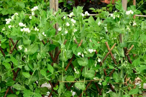 Zuckerschoten pflanzen ranken an einem Holzgitter empor, bedeckt mit zarten weißen Blüten und jungen Schoten.