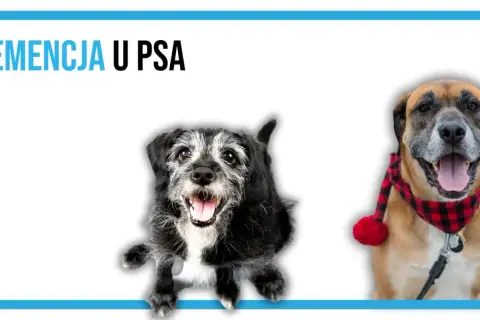 Dwa psy, jeden starszy, z siwiejącą sierścią, drugi młodszy w kratkę, symbolizują demencję u psa.