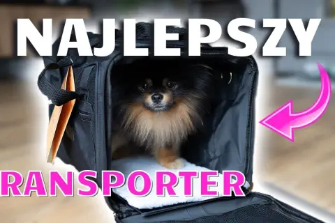 Transporter do samolotu dla psa: jak uniknąć problemów w podróży