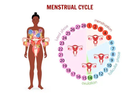 Cykl menstruacyjny: owulacja (dzień 14) to kluczowy moment, po którym następuje faza lutealna. Obrazek pokazuje fazy cyklu i narządy rodne.