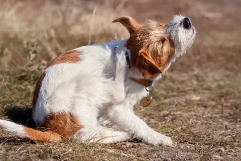 En hund kliar sig mycket, med tassen uppe vid örat.