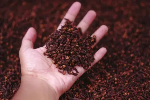 Dłoń trzyma garść goździków, aromatycznej przyprawy, która nada głębi smaku każdej potrawie.