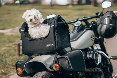 Petit chien blanc prêt pour le transport en scooter, confortablement installé dans son sac.