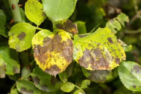 Feuilles de rosier atteintes de la maladie des taches noires, jaunissant et se couvrant de taches brunes.