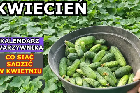 Jakie warzywa siać w kwietniu, aby uniknąć rozczarowań w ogrodzie