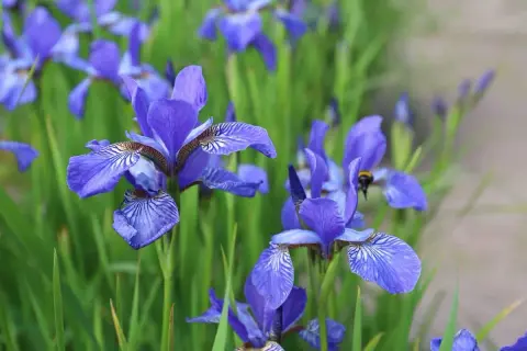 Un champ d'iris fleur bleus, avec une abeille butinant sur l'une d'elles.