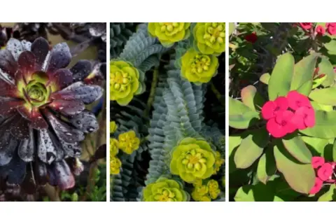Tres plantas: una suculenta oscura, una Euphorbia verde con flores amarillas y una Corona de Cristo roja. ¡Cuidado! Son plantas tóxicas para perros.