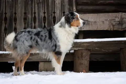 Ein wunderschöner Australian Shepherd Retriever Mix steht im Schnee vor einer Holzhütte.