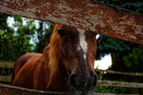 Brązowy koń z białą pręgą na czole zagląda przez drewniane ogrodzenie. Czasem życie to takie kopanie się z koniem, ale warto.