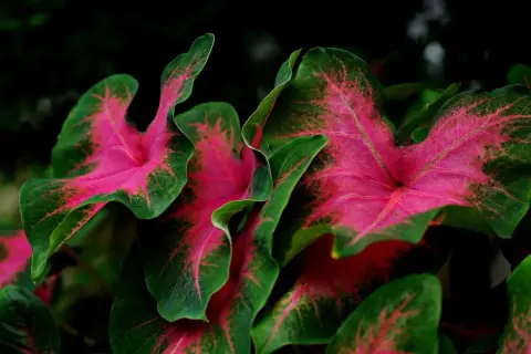 Vibrant pink and green caladium leaves. While beautiful, is caladium toxic to cats? Keep this plant away from curious felines.