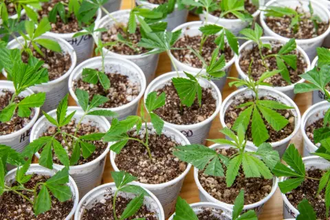 Pequeñas plantas verdes en macetas, listas para crecer. El momento perfecto cuando hacer esquejes para un jardín próspero.