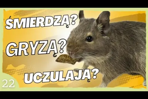 Czy koszatniczka uczula? Rzadkie alergie i co musisz wiedzieć
