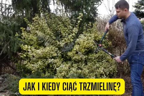Jak przycinać trzmielinę na pniu, by uniknąć błędów i uzyskać zdrowe rośliny