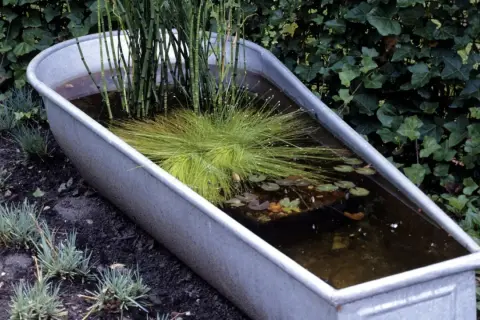 Ein kleiner Teich in einer Metallwanne, bepflanzt mit Schilf und Gräsern, umgeben von Grün.