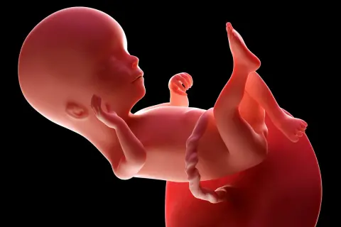 Płód w 16 tygodniu ciąży, czyli w czwartym miesiącu rozwoju. Dziecko rozwija się w łonie matki.
