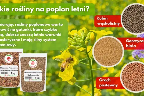 Poplon: Jakie nasiona wybrać? Praktyczny przewodnik i korzyści