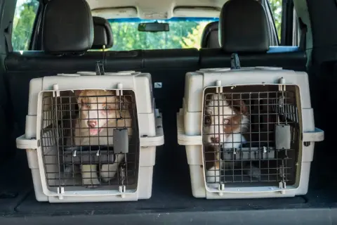 Deux chiots curieux regardent depuis leur cage coffre chien, prêts pour une aventure en voiture.