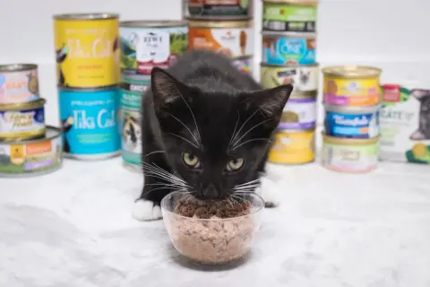 A black kitten with white paws and whiskers eats from a clear bowl of wet food, surrounded by stacks of various canned cat food options, showing what can baby cats eat.