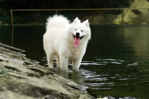 Uśmiechnięty samoyed z gęstą, białą sierścią stoi w wodzie, ciesząc się chłodem.