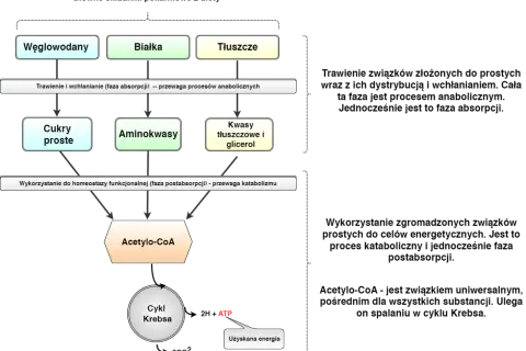 Schemat metabolizmu: węglowodany, białka i tłuszcze (źródło energii) prowadzą do Acetylo-CoA, a następnie do Cyklu Krebsa, generując ATP. Kluczowy dla spalanie tłuszczu.