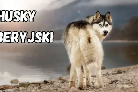 Husky syberyjski z dwukolorowymi oczami, o przyjaznym usposobieniu, patrzy w obiektyw na tle jeziora.
