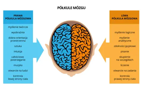 Ilustracja pokazuje podział mózgu na półkule i jak działa pamięć, przypisując funkcje lewej i prawej stronie.