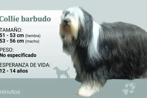 Un majestuoso collie barbudo, con su característico pelaje largo y denso, se muestra junto a datos sobre su tamaño y esperanza de vida.