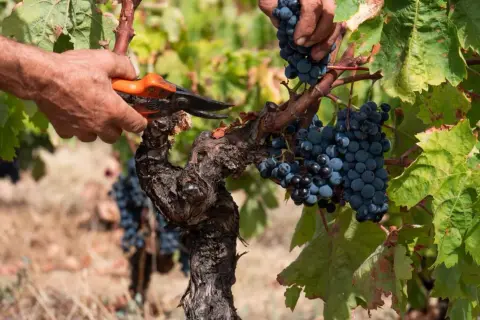 Mani esperte raccolgono grappoli di uva nera in un vigneto di Carignano del Sulcis.
