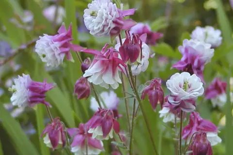 Zarte Akelei-Blüten in Rosa und Weiß, ideal für einen halbschattigen Standort im Garten.