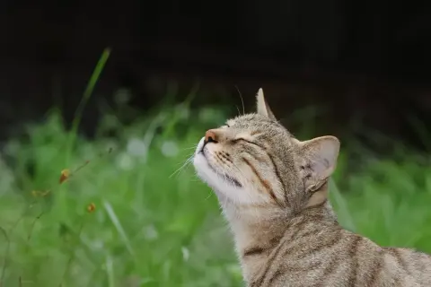 A tabby cat tilts its head back, eyes closed, as if savoring a pleasant scent. This feline seems to be enjoying the fresh air, unlike the strong smells cats hate.