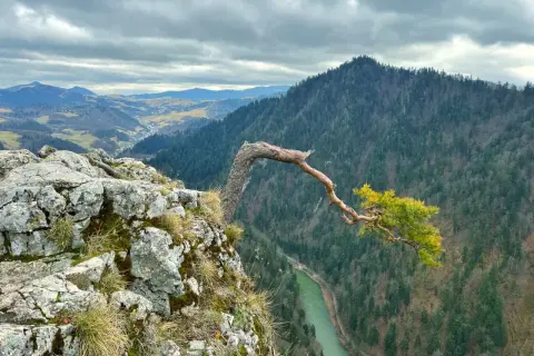 Sromowce Wyżne atrakcje: samotna sosna na skale nad przełomem Dunajca, w tle góry i dolina.
