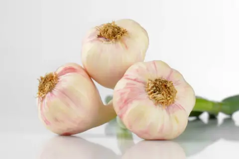 Drei frische Knoblauchknollen mit rosa Streifen, bereit, um frischen Knoblauch haltbar zu machen.