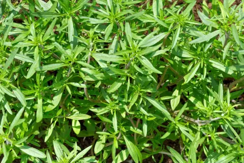 Nahaufnahme von üppigem, grünem Bohnenkraut im Garten. Der ideale **Bohnenkraut Standort** ist sonnig und gut durchlässig.