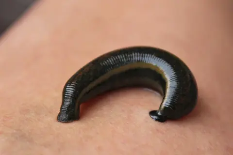Une sangsue noire, courbée sur la peau, se prépare à se nourrir.