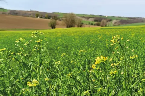 Champ de cameline en fleurs, paysage rural verdoyant sous un ciel bleu. La culture de cameline prospère.