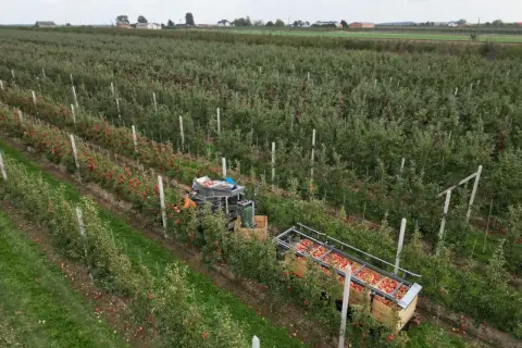 Zbiory jabłek w największych sadach jabłek w Polsce. Maszyna zbiera owoce do drewnianych skrzyń.