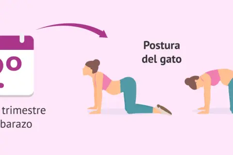 Calendario indica segundo trimestre de embarazo. Ilustración muestra secuencia yoga embarazadas: postura del gato, arqueando la espalda.