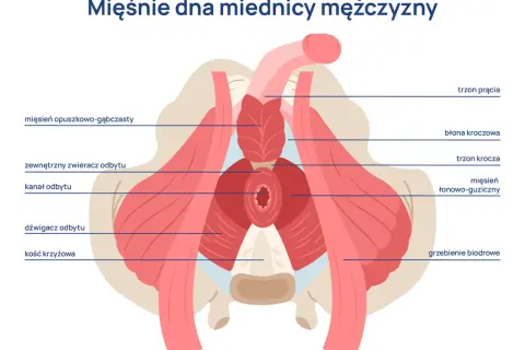 Mięśnie Kegla u mężczyzn: Poprawia erekcję, kontrolę moczu i prostatę