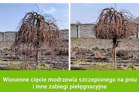 Jak przycinać modrzew na pniu, aby uniknąć błędów i zapewnić zdrowie drzewa