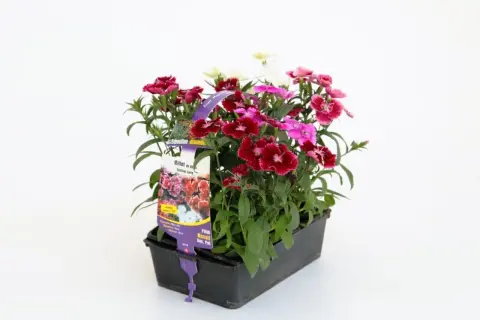 Un pot de fleurs multicolores, dont un magnifique oeillet de chine, prêt à égayer un jardin ensoleillé.