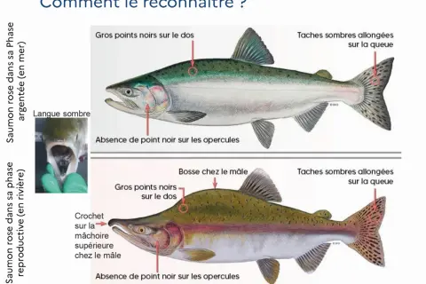 Illustration comparant le saumon rose en phase argentée et en phase reproductive, montrant les caractéristiques distinctives de ce poisson de rivière.