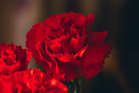 Gros plan sur des œillets rouges vibrants. L'œillet rouge signification est l'amour profond et l'admiration.